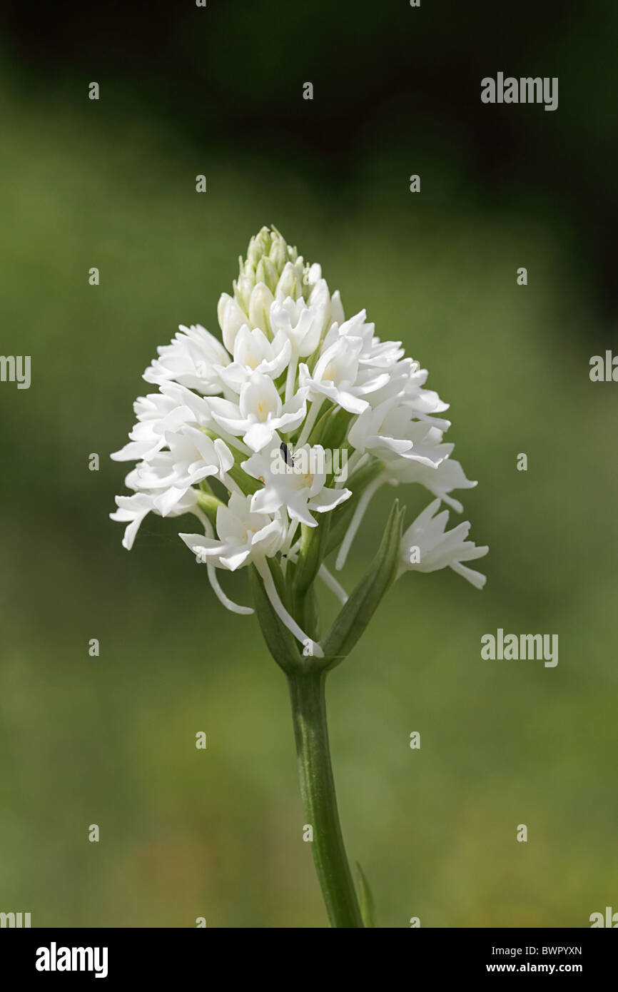 Anacamptis pyramidalis blanc orchidée pyramidale Banque D'Images