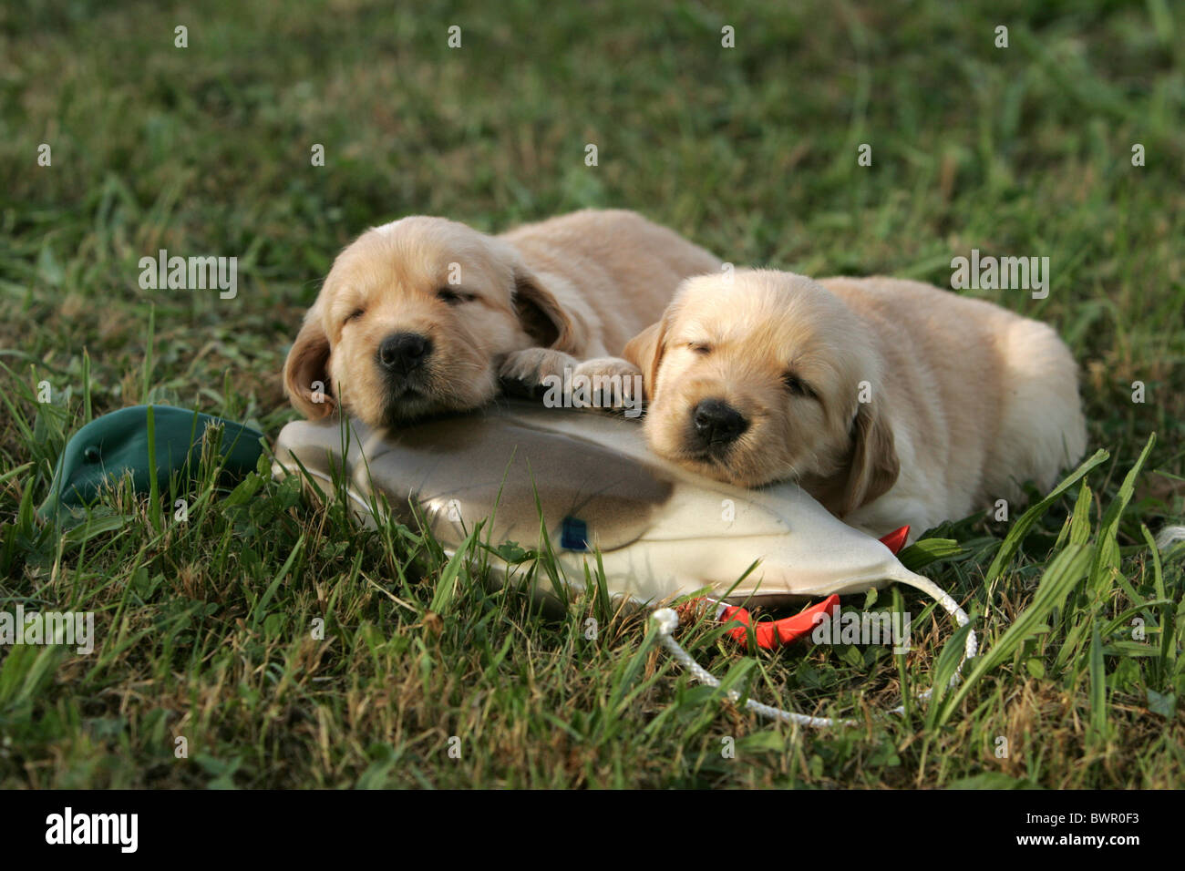 Chiots Golden Retriever Banque D'Images