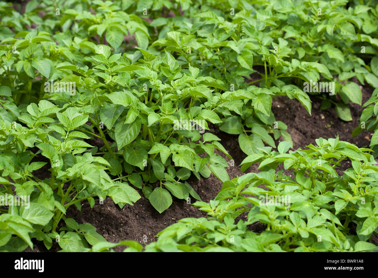 Les pommes de terre dans un potager Banque D'Images