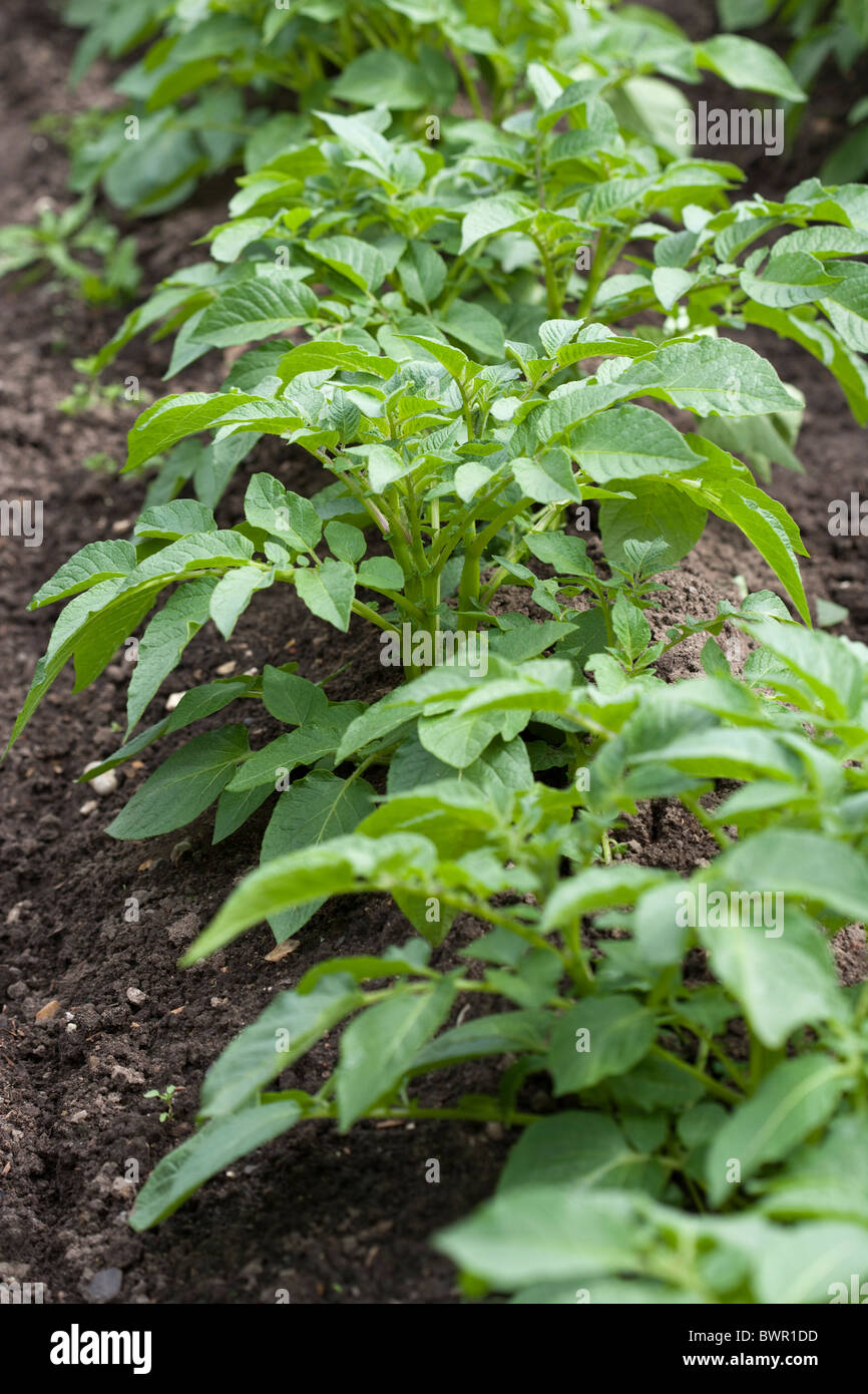 Les pommes de terre dans un potager Banque D'Images
