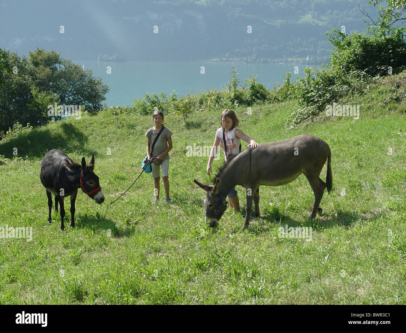 Deux filles ânes animaux rencontre chord corde meadow enfant enfants montagne Oberland bernois Suisse Banque D'Images