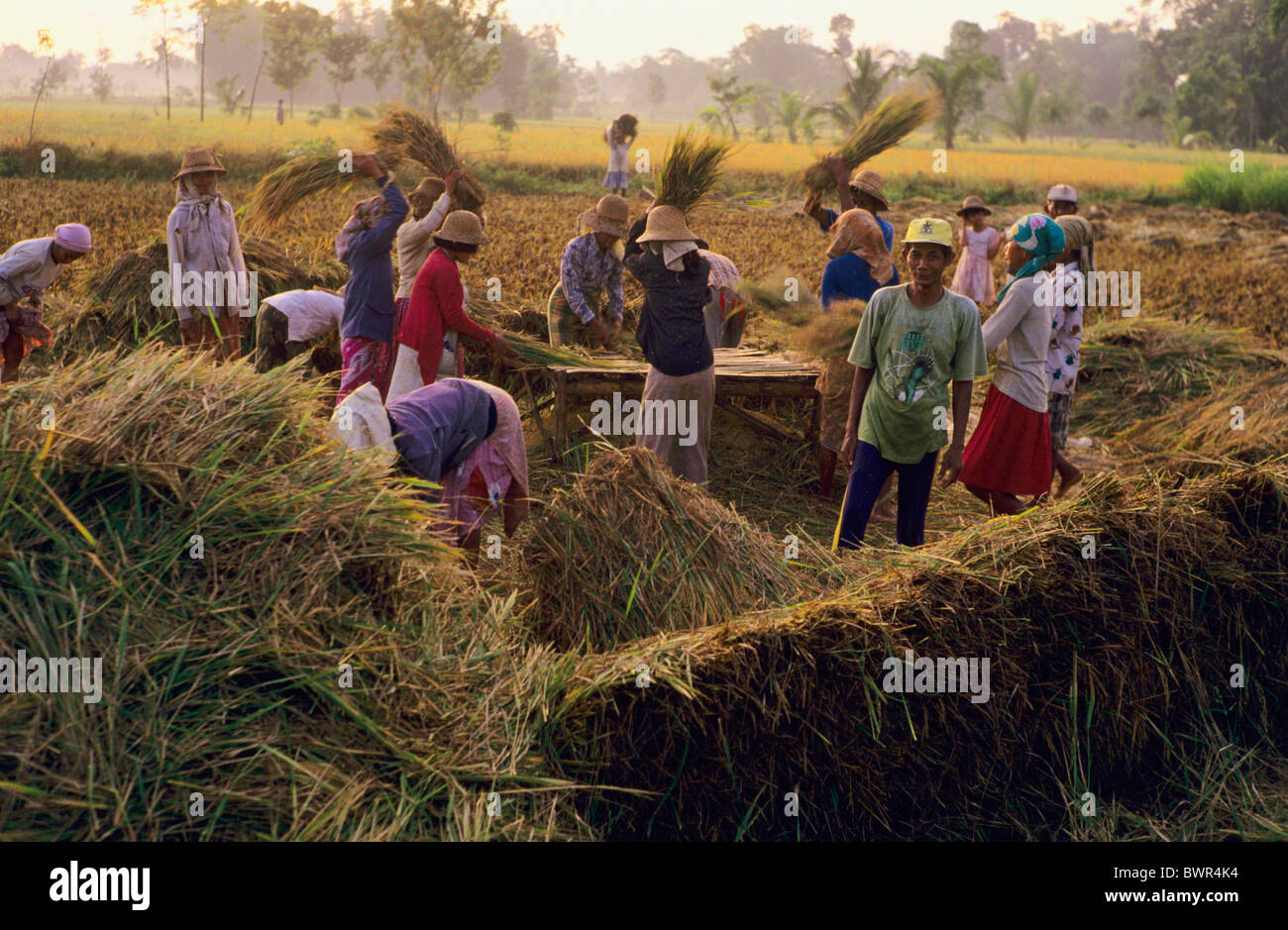 Recolte Riz La récolte de riz de l'île de Madura en Indonésie desa Pakong Bicorong ...