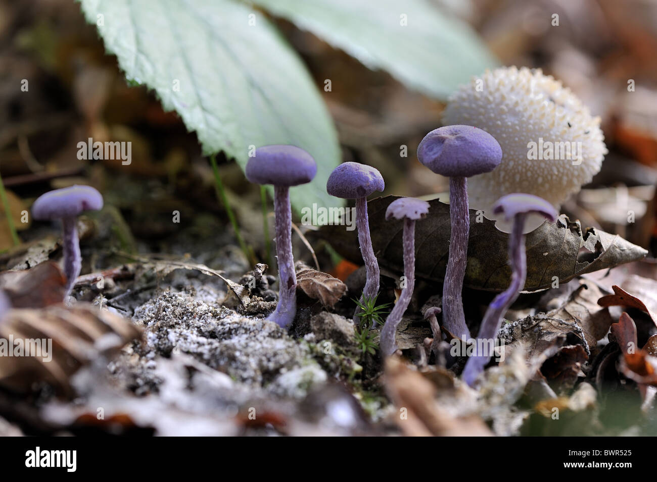 - Mousseron violet Améthyste Laccaria amethystea (imposteur - Agaricus amethystea) à l'automne - Louvain-La-Neuve - Belgique Banque D'Images