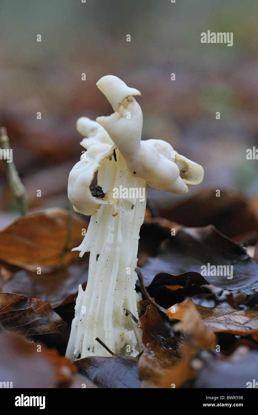 White Saddle - Elfin saddle - Commun helvel (Helvella crispa) à l'automne - Louvain-La-Neuve - Belgique Banque D'Images