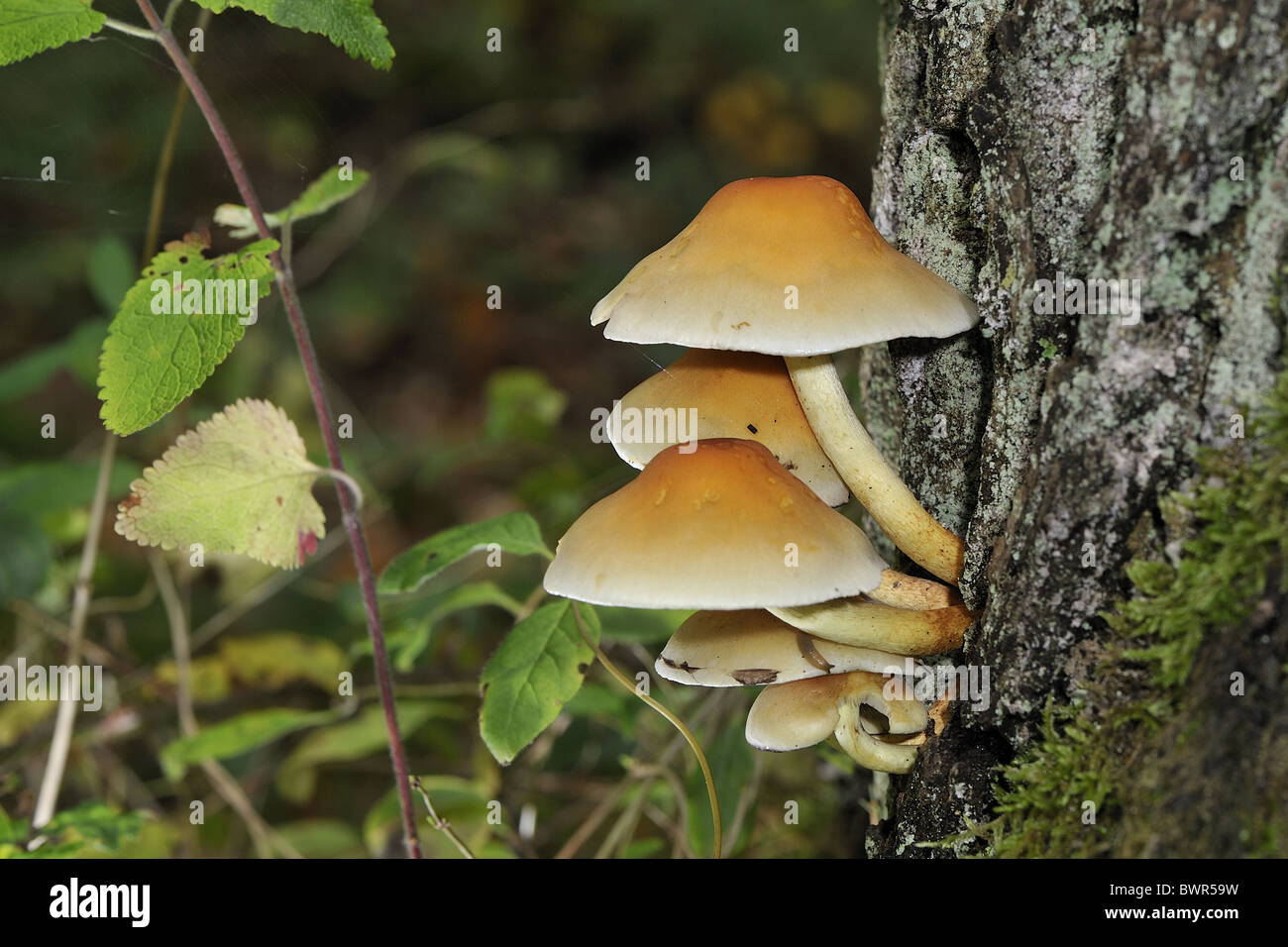 Funeral bell mushroom Banque de photographies et d’images à haute