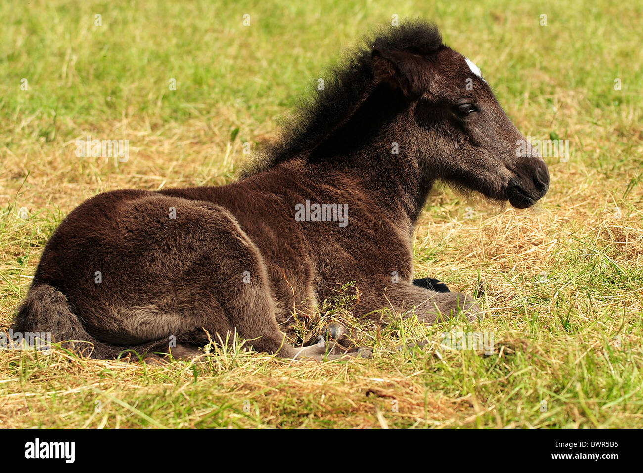 Icelandic Horse foal jeune meadow Banque D'Images