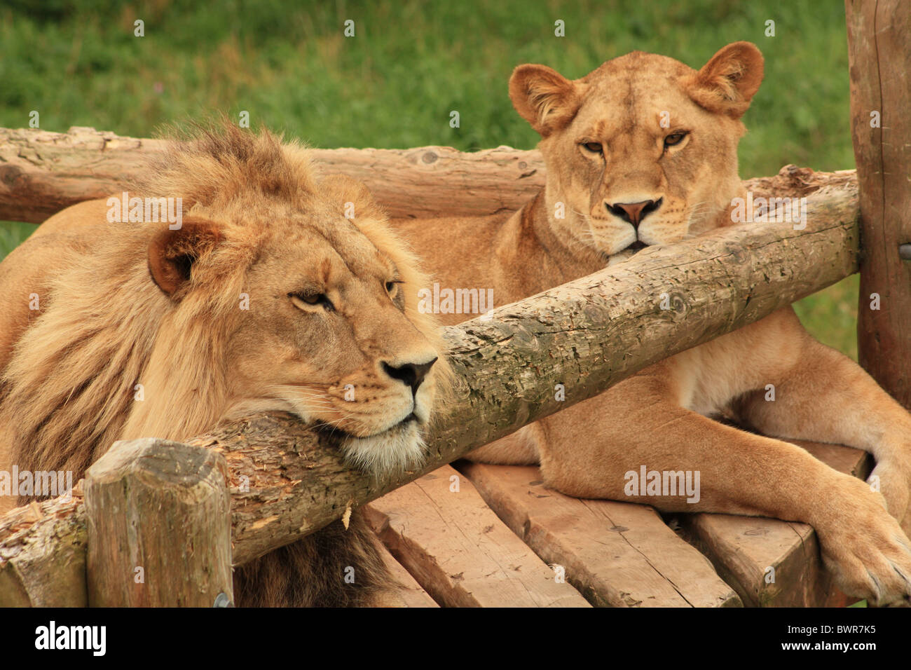 Les jeunes lions mâles et femelles au zoo. Banque D'Images