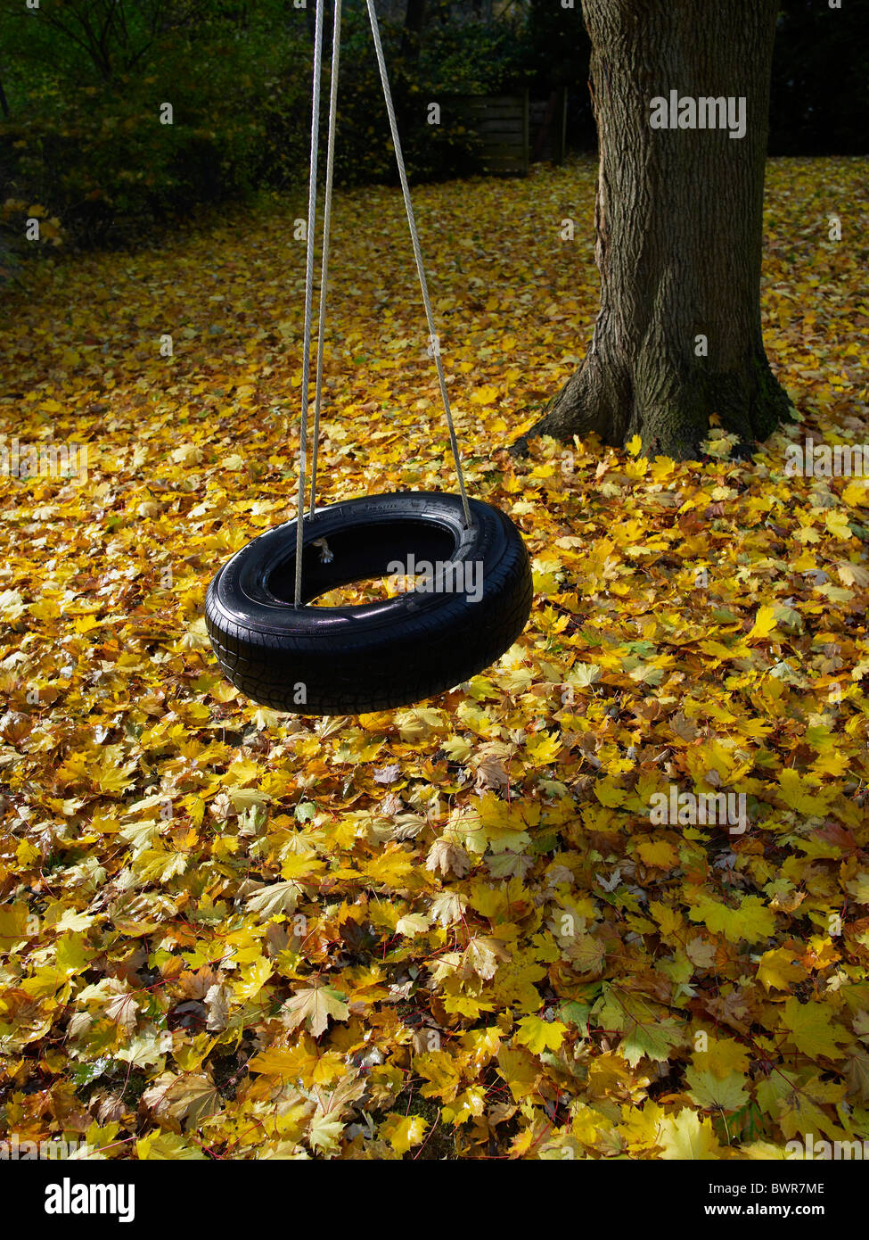Arbre en rotation des pneus arrière cour au cours de l'automne avec des feuilles jaunes Banque D'Images