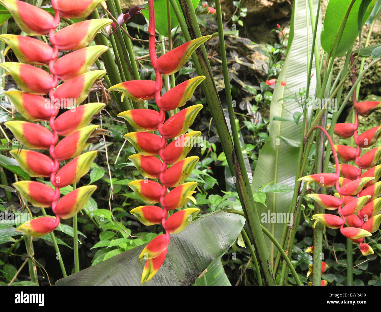 Heliconia Rostrata lobster claw-plante en fleurs fleurs Banque D'Images