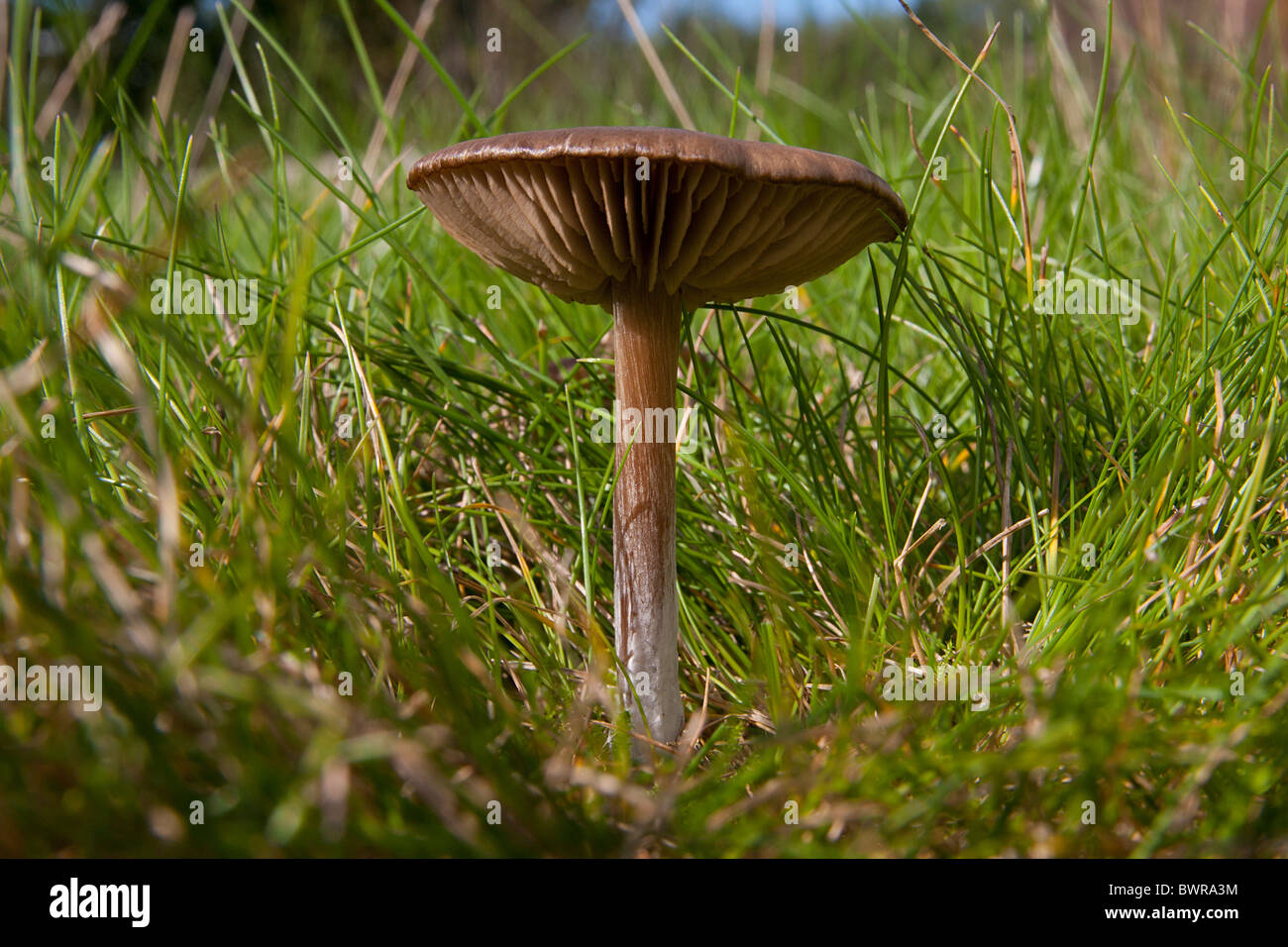 Télévision, champignons sauvages enneigées Sussex, Angleterre Banque D'Images