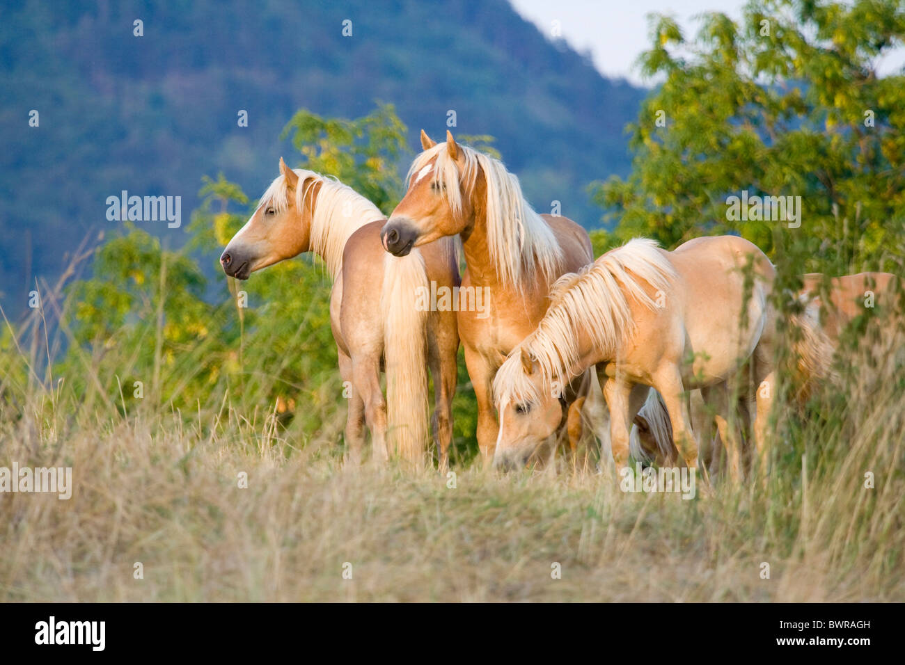 Les pâturages des chevaux Haflinger cheval domestique plusieurs groupe En dehors à l'extérieur des terres de pâturage des animaux de races de chevaux Banque D'Images