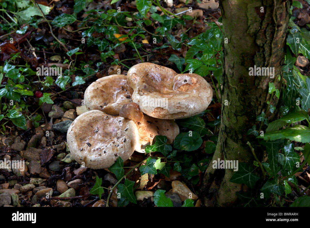 Champignons sauvages poussant dans le Hampshire, Angleterre Banque D'Images