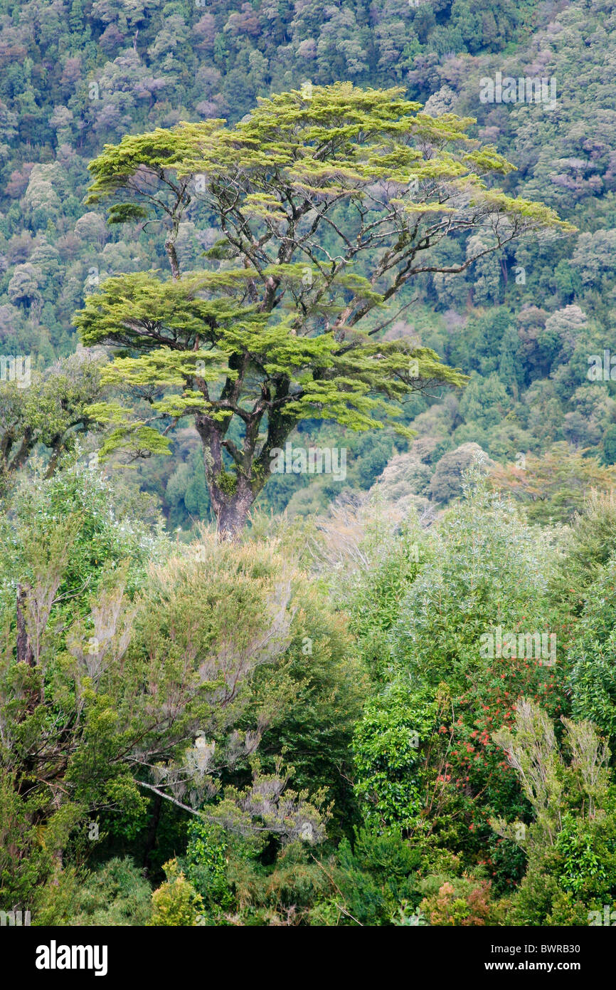 Amérique du Sud Chili Nothofagus antarctica hêtre de l'Antarctique dans le parc Pumalin Patagonie réserve naturelle de l'Amérique du Sud Banque D'Images