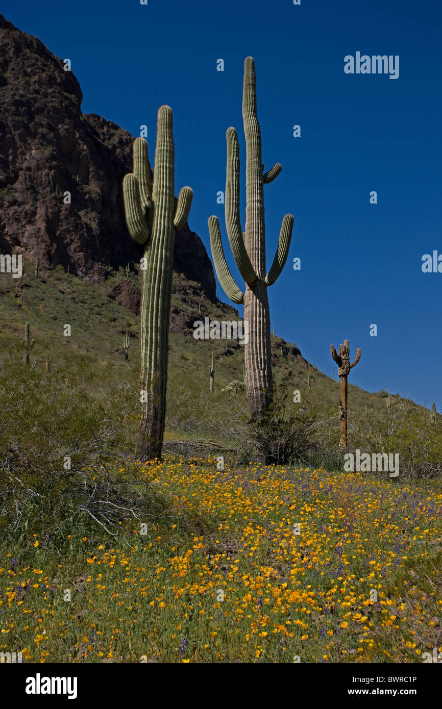 Cactus Saguaro (Carnegiea gigantea) désert de Sonora - Arizona - USA Banque D'Images