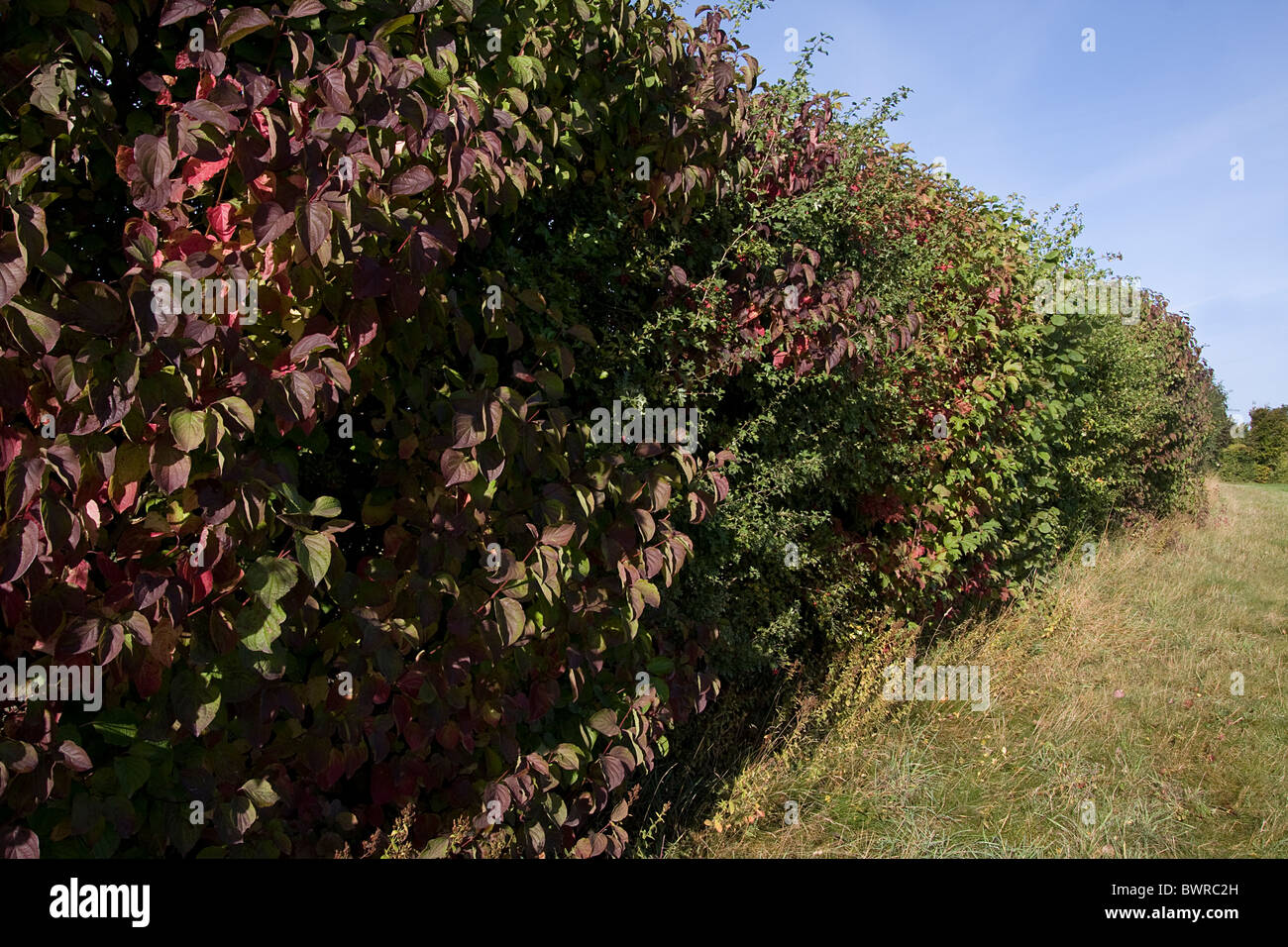 Une haie de conservation dans le Hampshire de l'aubépine, prunellier, chêne etc Banque D'Images