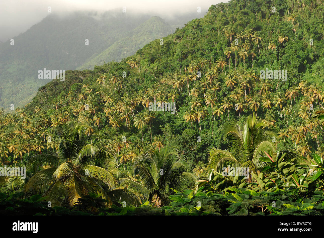 Saint Lucia Soufriere île des Caraïbes près de la forêt de palmiers jungle rainforest nature paysage pente Banque D'Images