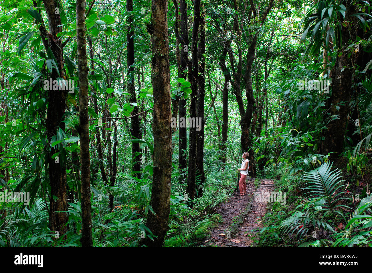 Saint Lucia Edmund Rain Forest Réserver Caribbean Island Nature Paysage Forêt Forêt Tropicale Tropiques W Banque D'Images