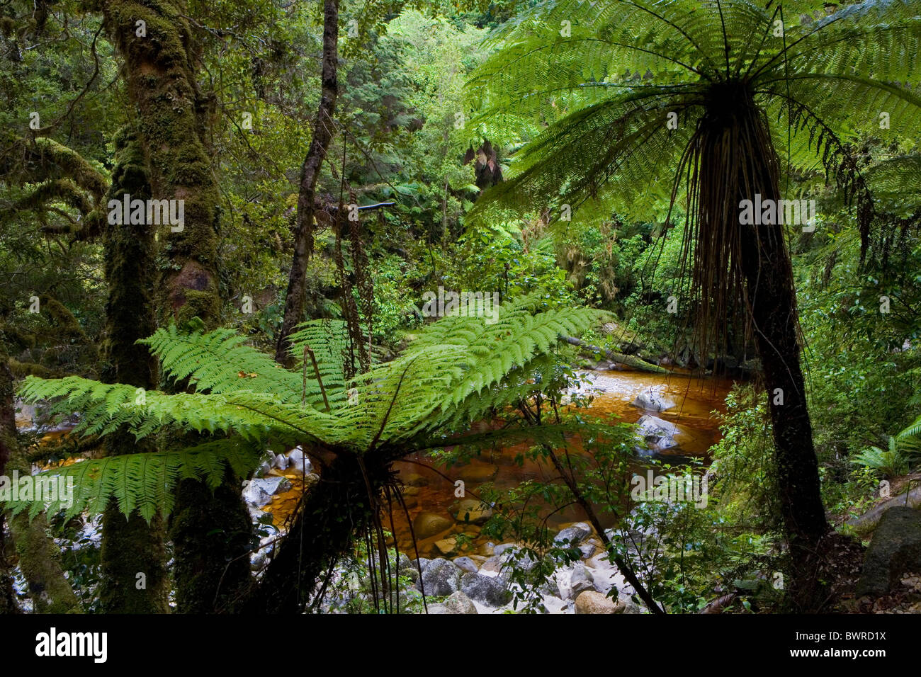 La NOUVELLE ZELANDE Oparara River South Island Creek Ruisseau brook Flore Fougère eau Pluie Forêt Forêt G Banque D'Images