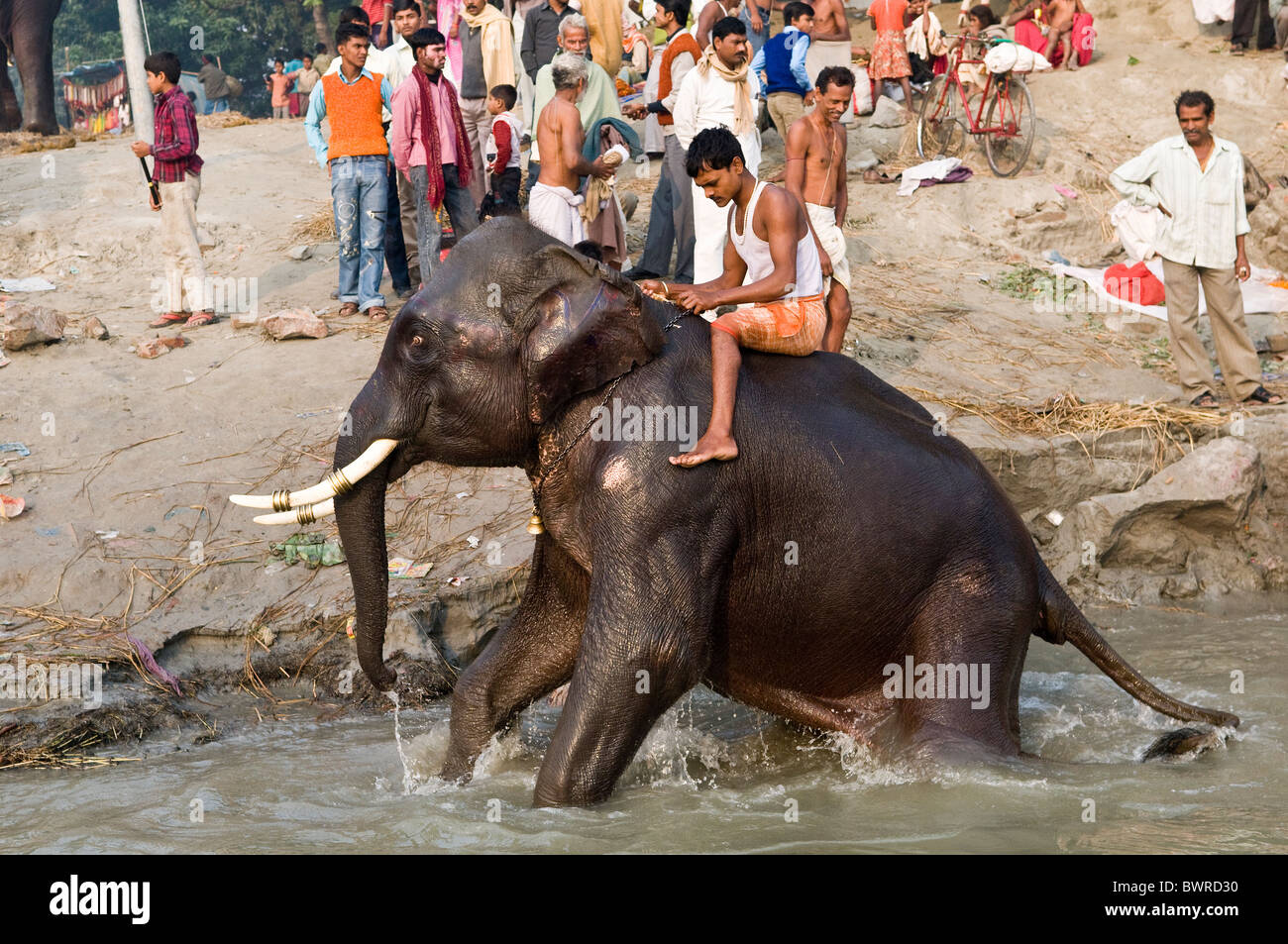 Un tusker prendre un bain dans le fleuve Gandak durant la Sonepur Mela. Banque D'Images