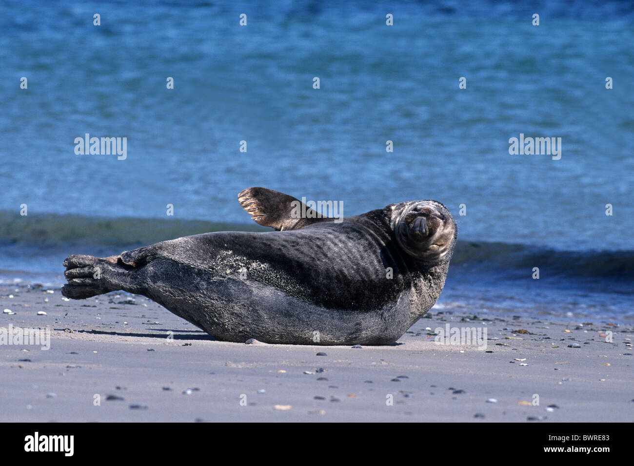 Phoque gris Halichoerus grypus mammifères mammifère animal animaux l'un des joints de la côte de la mer plage eau nature Helgolan Banque D'Images