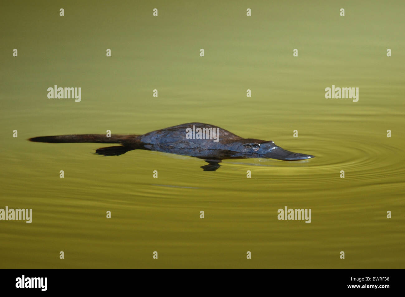 Ornithorynque dans Broken River, Queensland, Australie Banque D'Images