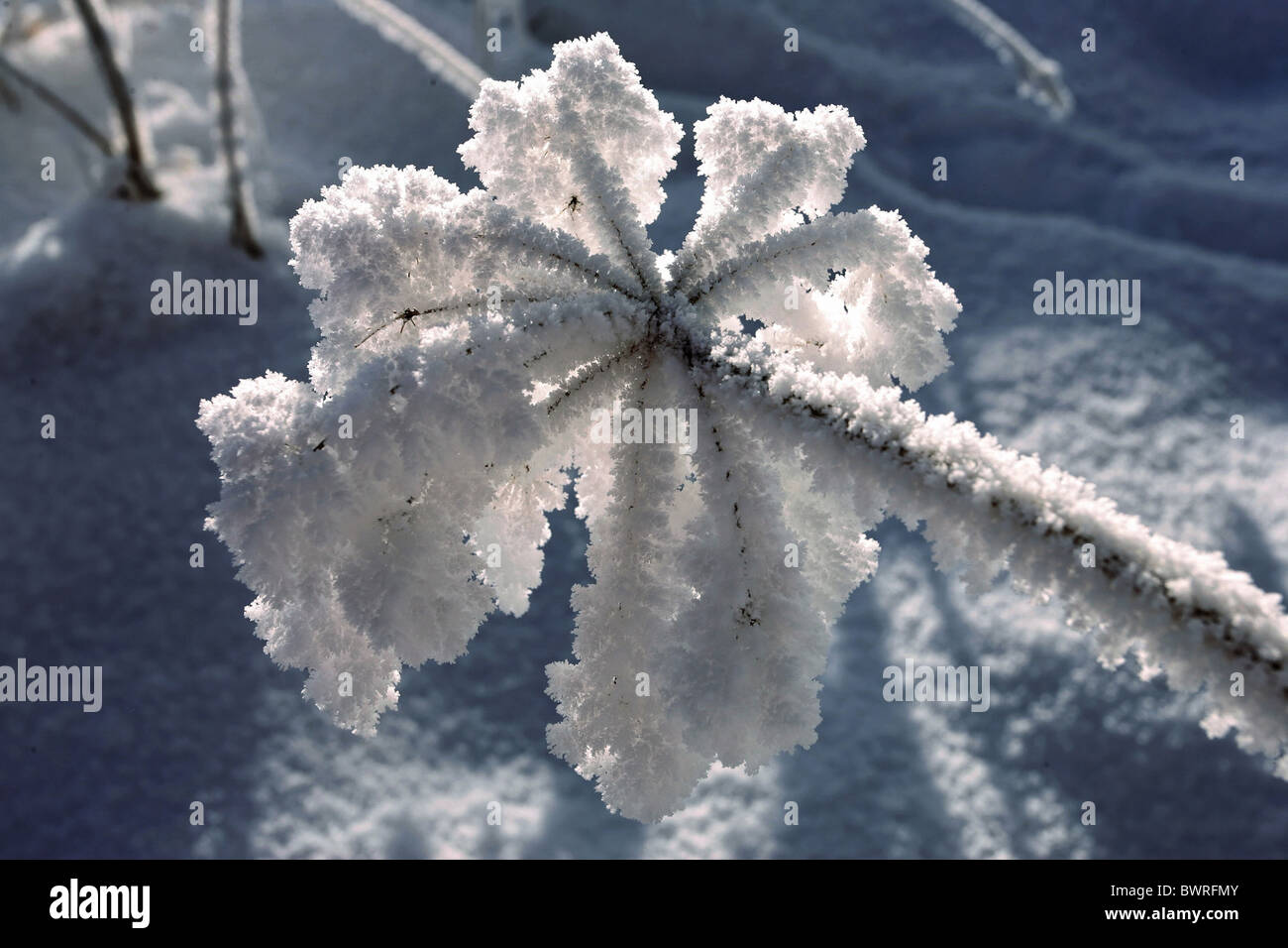 Hiver gel blanc froid Ice Plant Plantes Nature détail pittoresque paysage paysage de neige gelée givre Banque D'Images