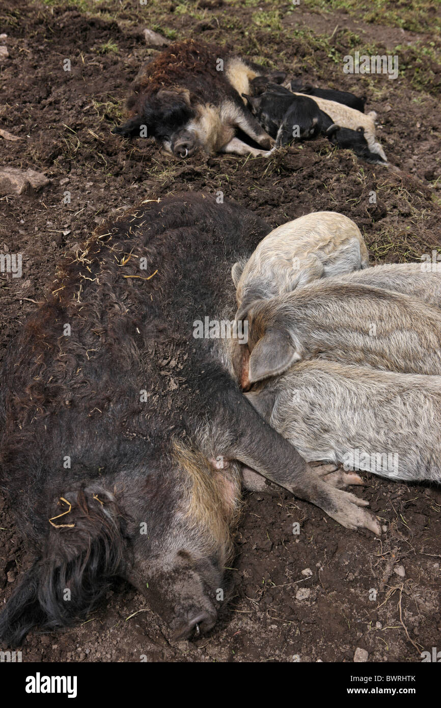 Suisse Europe plein air à l'extérieur de Mangalitsa Porcs Porcs porcelets porcelets de race agriculture progéniture Banque D'Images