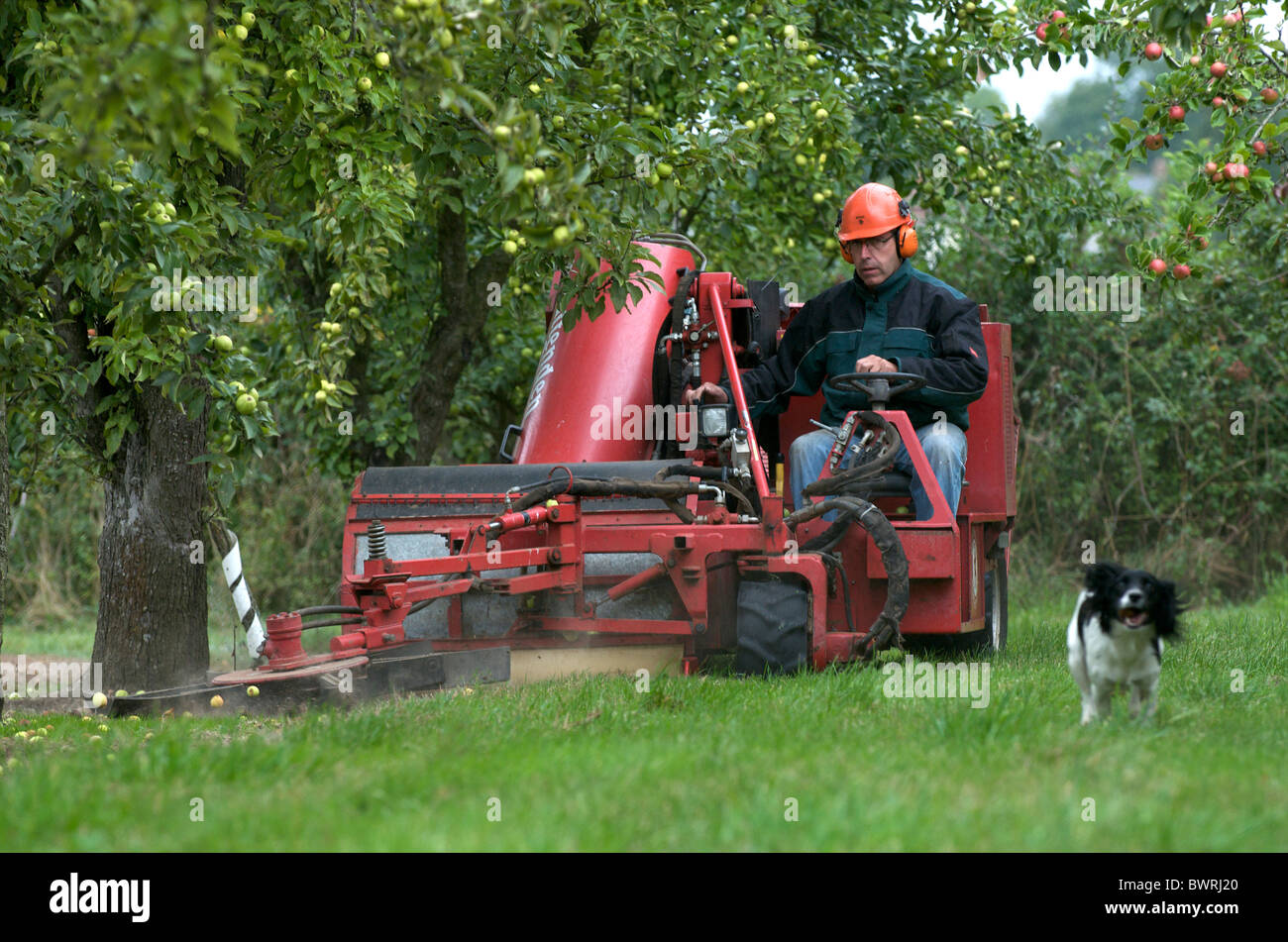 La récolte les pommes à cidre, Somerset, UK Banque D'Images