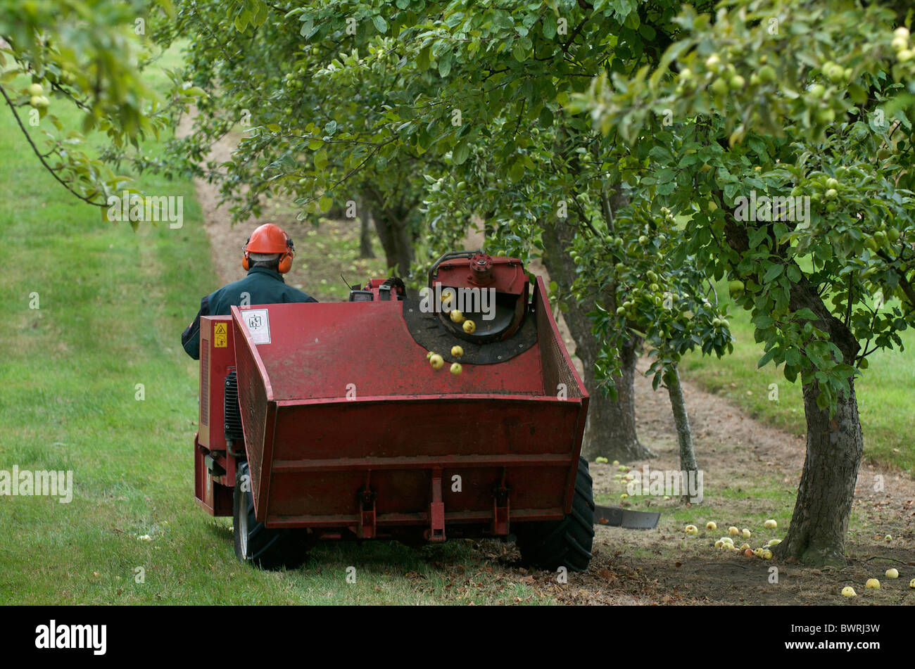 La récolte les pommes à cidre, Somerset, UK Banque D'Images