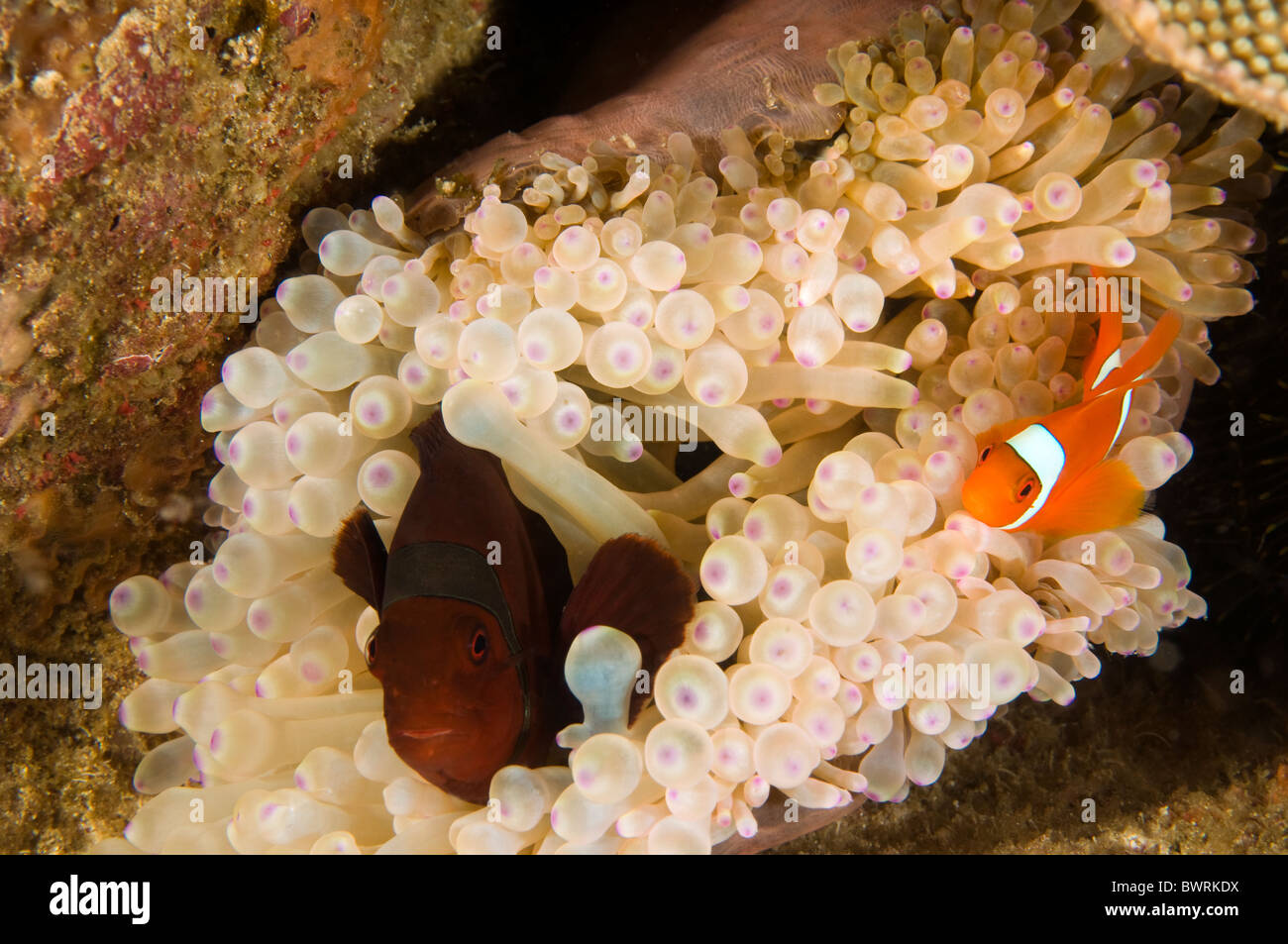 Spine-joue anemonefishes bieculatus Premnas, Raja Ampat, Indonésie Banque D'Images