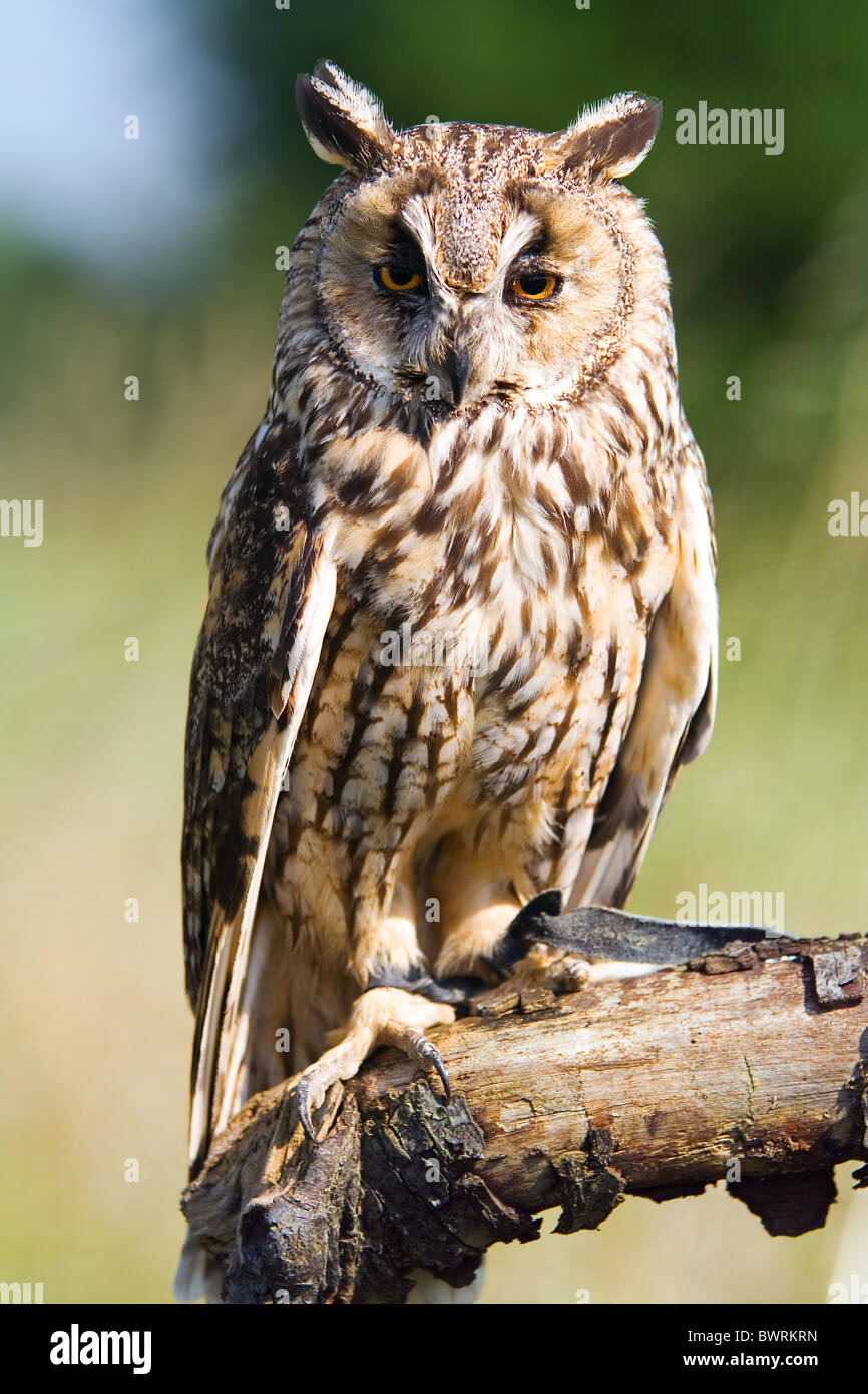 Hibou moyen-sitting on branch Banque D'Images