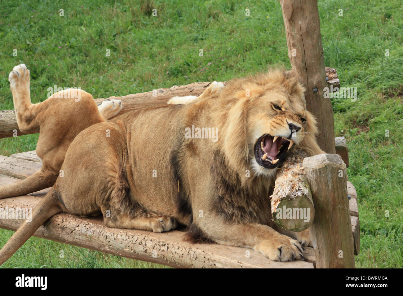 Lion d'être agacée par son épouse. Banque D'Images