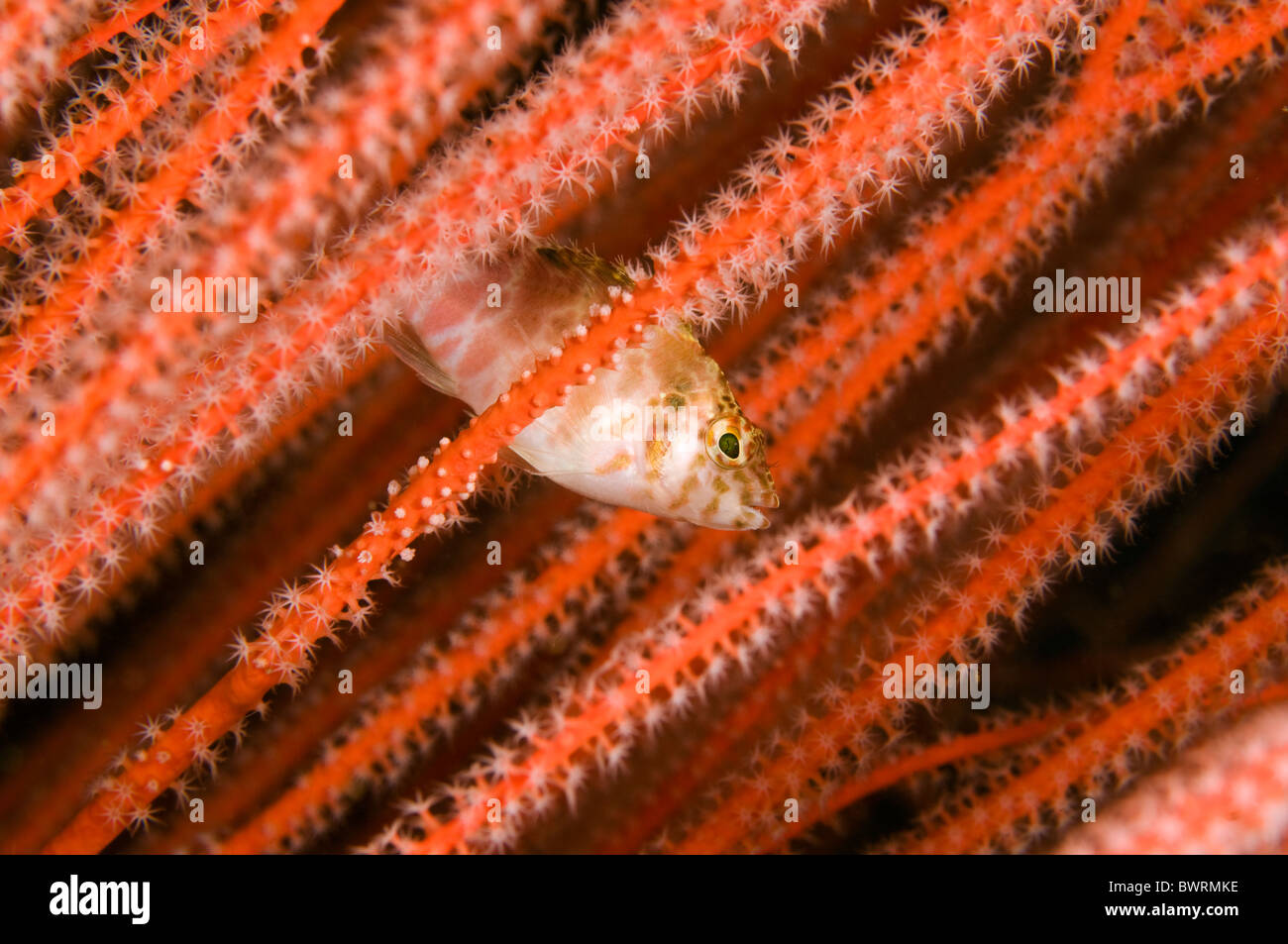 Cirrhitichthys aprinus hawkfish Threadfin, Raja Ampat, Indonésie Banque D'Images