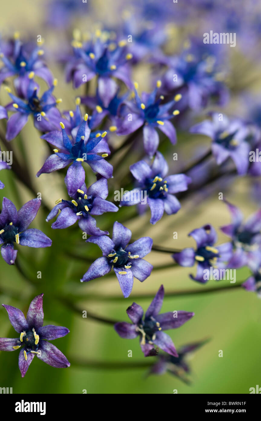 Un seul capitule de Scilla peruviana - Lily cubain ou péruvien portugais Squill Banque D'Images