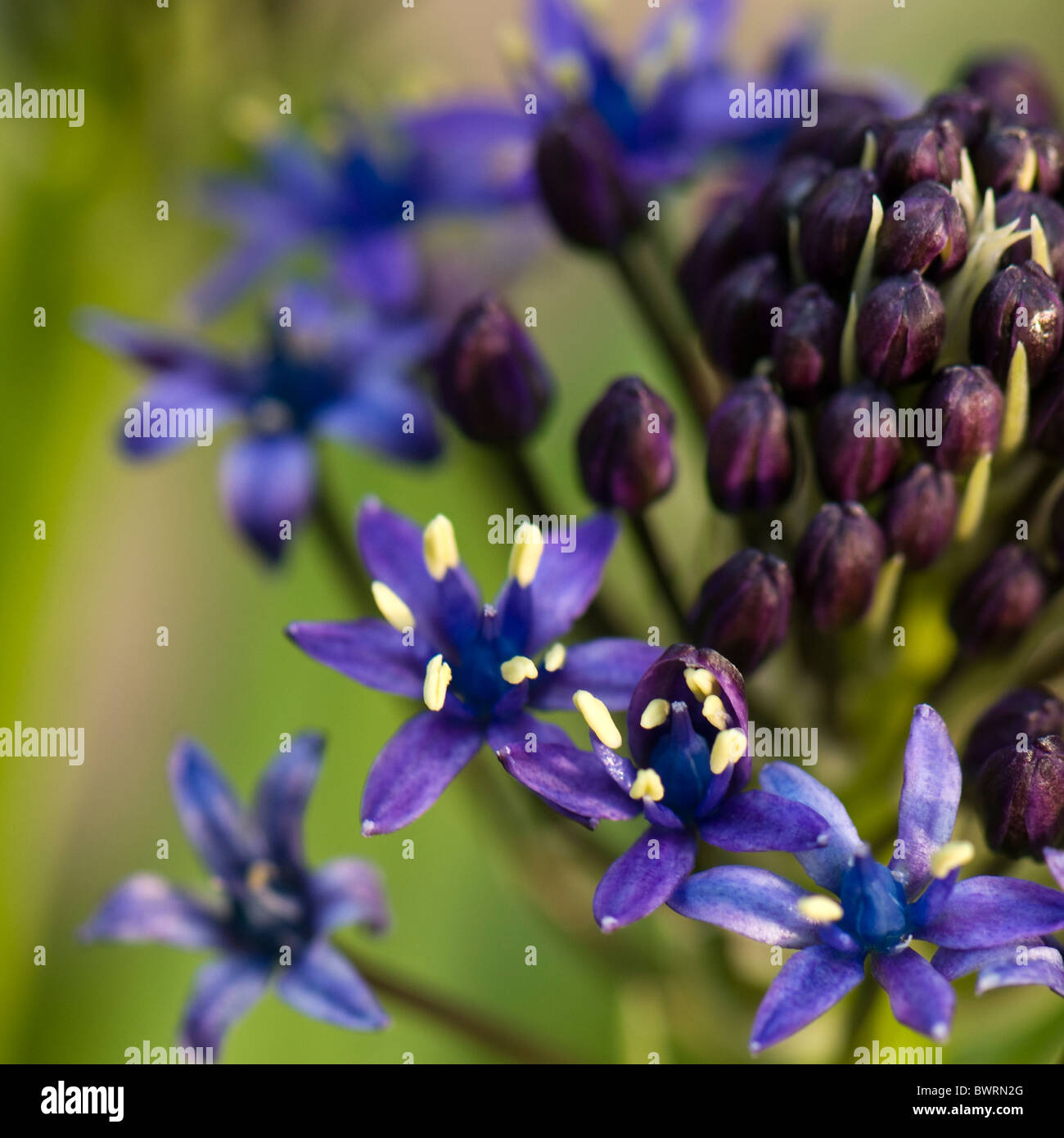 Un seul capitule de Scilla peruviana - Lily cubain ou péruvien portugais Squill Banque D'Images