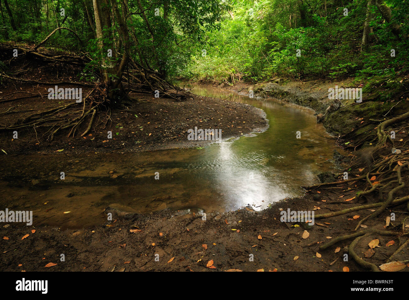 Petite rivière à l'intérieur des forêts de mousson du Parc National de Bali,  Indonésie, Asie Photo Stock - Alamy