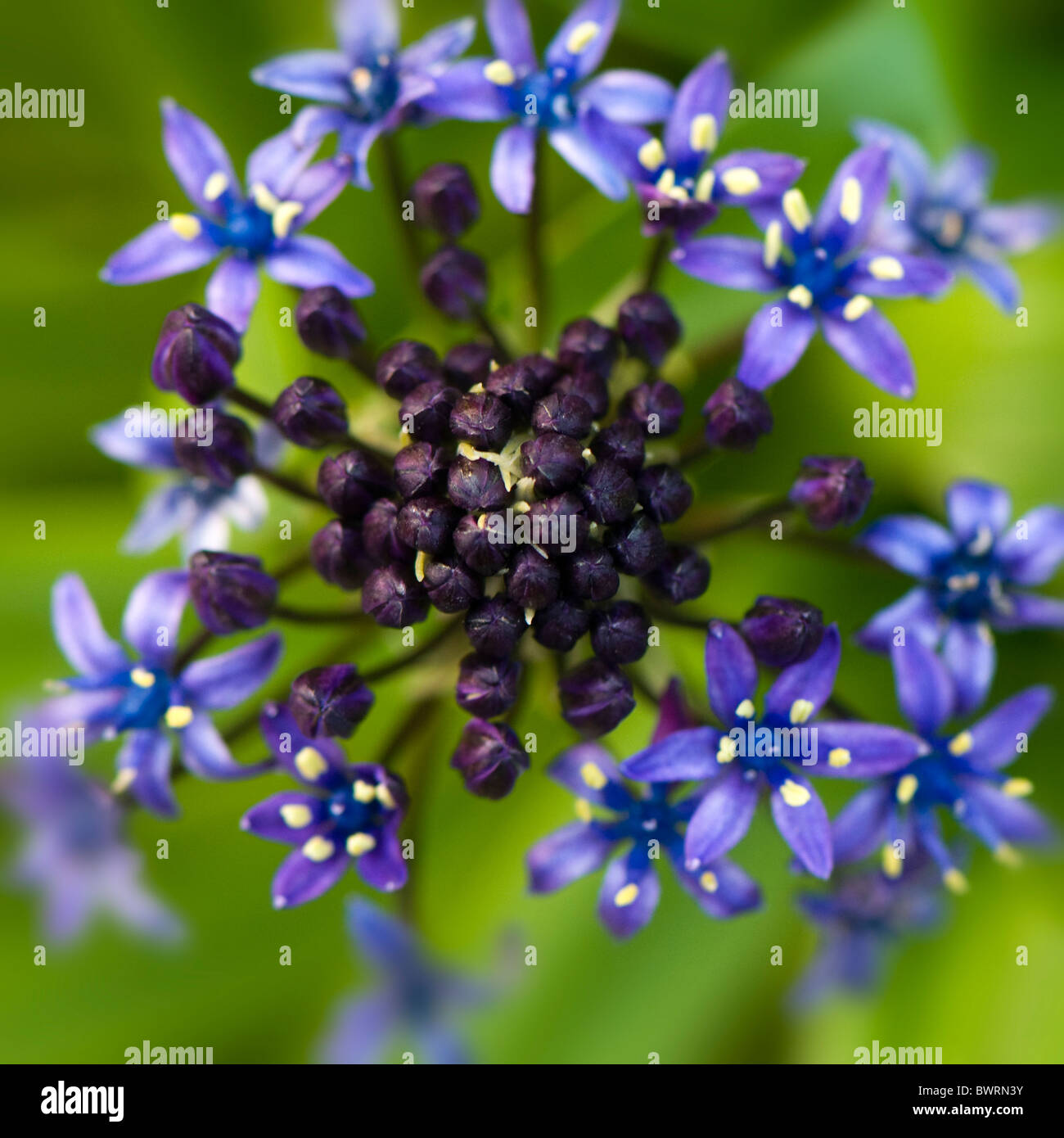 Un seul capitule de Scilla peruviana - Lily cubain ou péruvien portugais Squill Banque D'Images