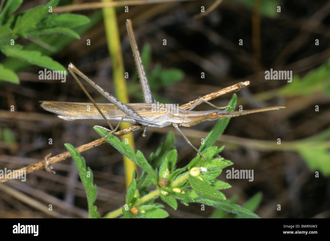 Face oblique Méditerranée Acrida ungarica (sauterelle), vallée du Pô, en Italie, en Europe Banque D'Images