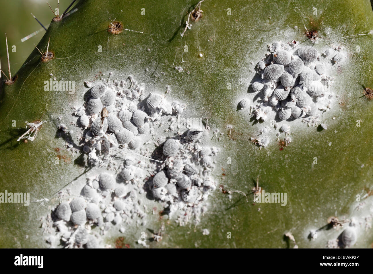 La Cochenille du cactus multiplie ses foyers : Cet insecte qui