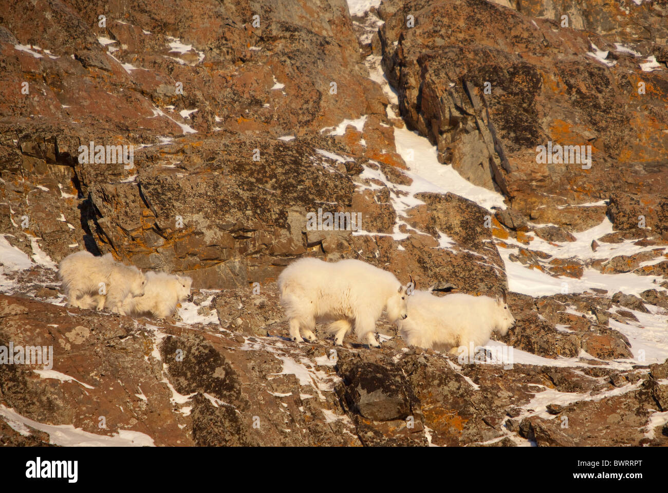 La famille de la Chèvre de montagne (Oreamnos americanus) sur le rocher, Territoire du Yukon, Canada Banque D'Images