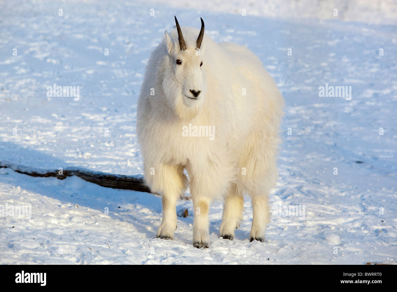 La Chèvre de montagne (Oreamnos americanus), Territoire du Yukon, Canada Banque D'Images
