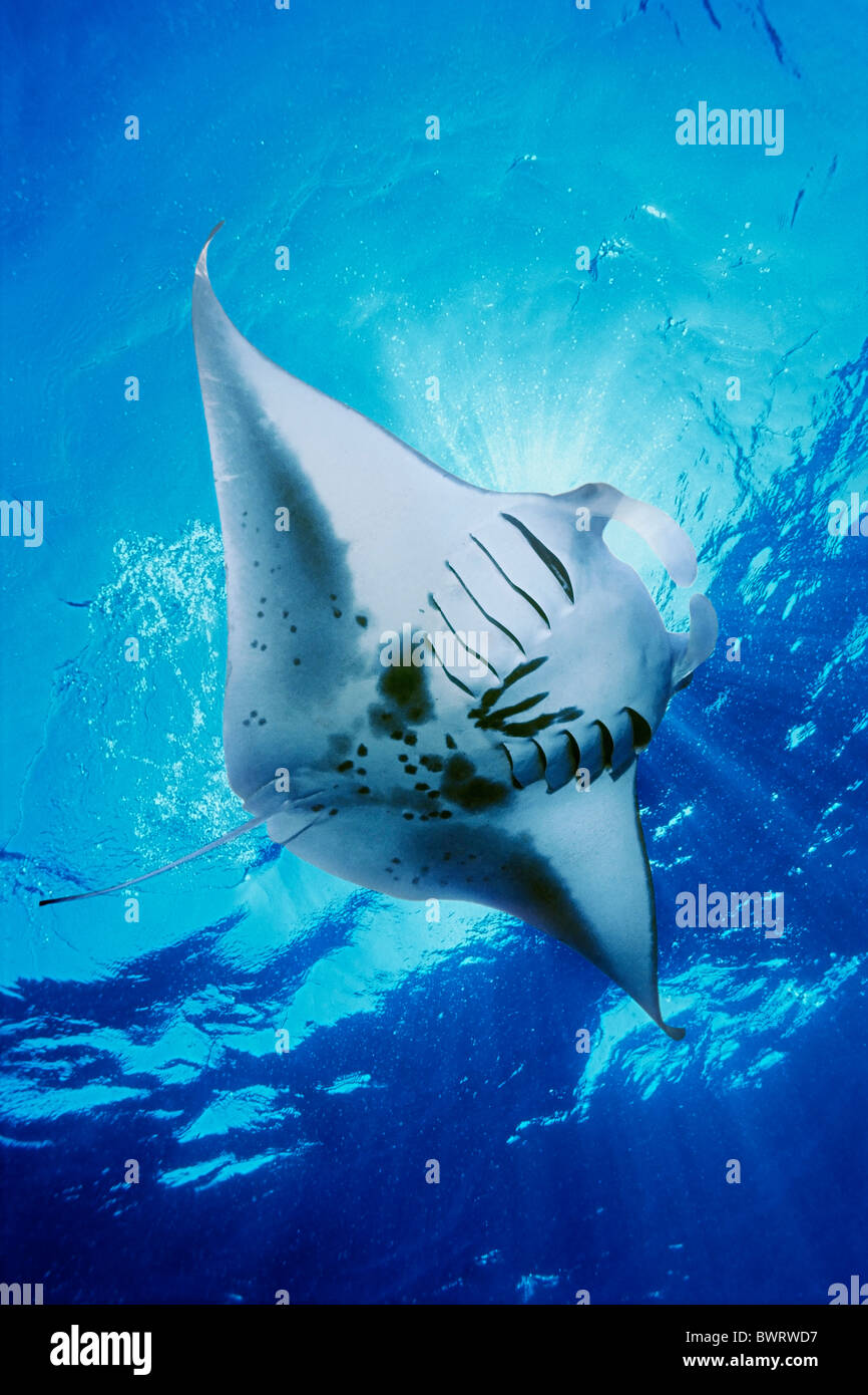 Manta Ray se nourrissant de plancton Banque D'Images