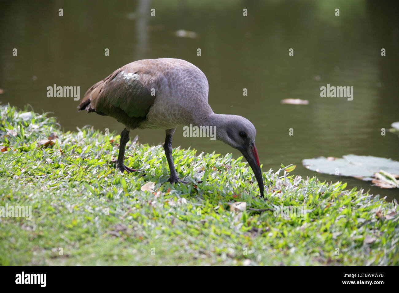 L'Ibis hagedash Hadeda ou, Bostrychia hagedash, Threskiornithidae, Afrique du Sud Banque D'Images