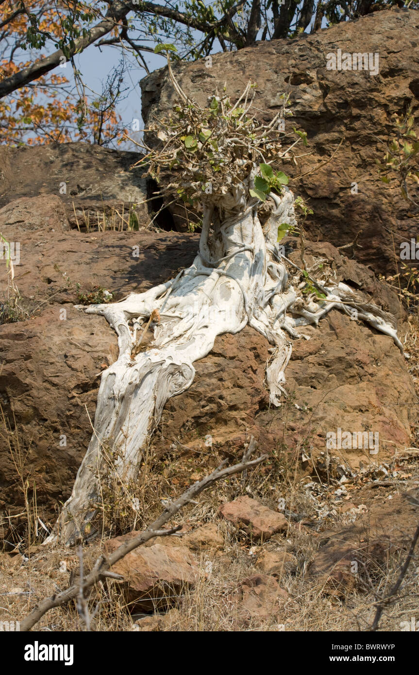 Les racines des arbres croissant sur Boulder Parc National Kruger en Afrique du Sud Banque D'Images
