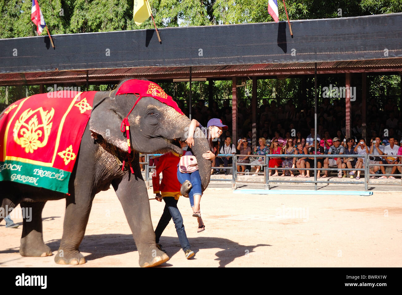 Le célèbre show d'éléphants dans le jardin tropical de Nong Nooch, Pattaya, Thaïlande Banque D'Images