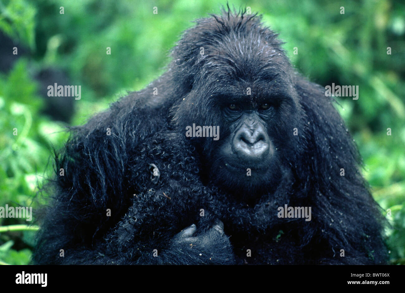 Parc des Volcans Parc National dans le nord du Rwanda. Une femelle gorille protège son petit frère ou de la pluie. Banque D'Images