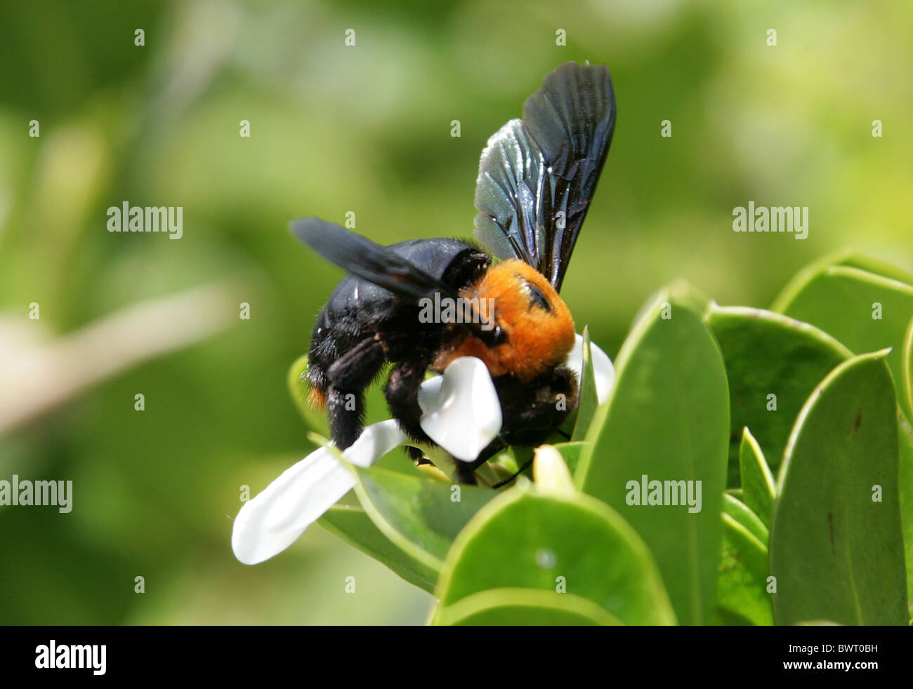 Grand noir et orange, de l'Afrique de l'Abeille charpentière Xylocopa flavorufa, Apidae, Apoidea, Apocrita, Hyménoptères ou Xylocopa lateritia Banque D'Images
