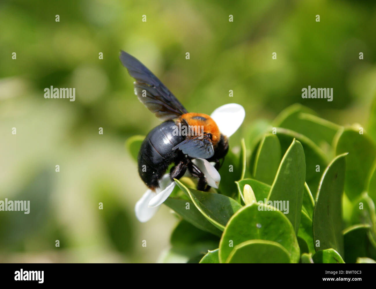 Grand noir et orange, de l'Afrique de l'Abeille charpentière Xylocopa flavorufa, Apidae, Apoidea, Apocrita, Hyménoptères ou Xylocopa lateritia Banque D'Images