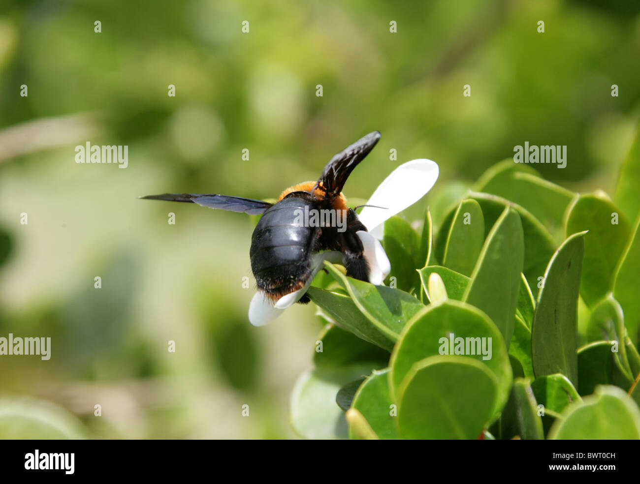 Grand noir et orange, de l'Afrique de l'Abeille charpentière Xylocopa flavorufa, Apidae, Apoidea, Apocrita, Hyménoptères ou Xylocopa lateritia Banque D'Images