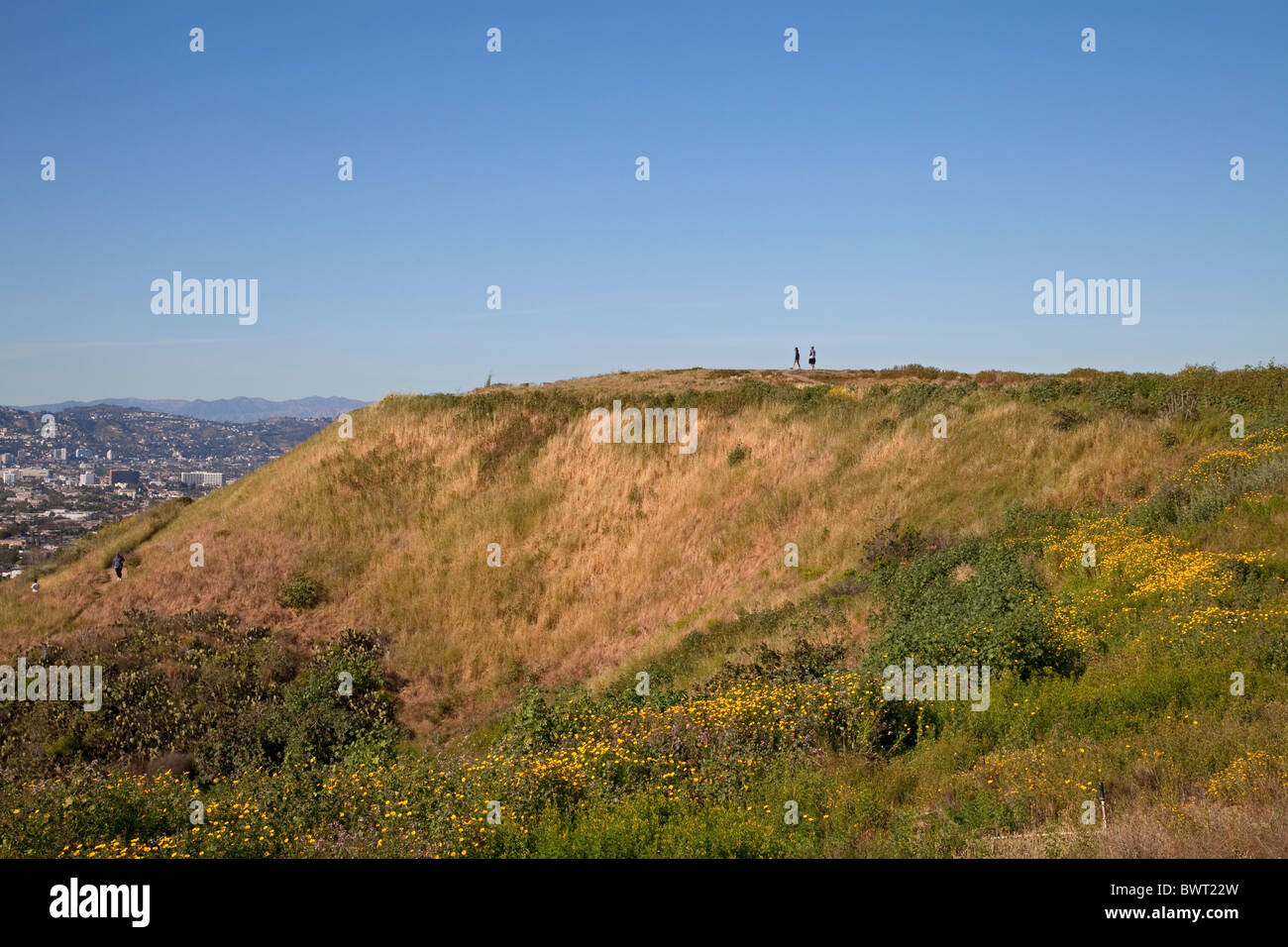 Fleurs sauvages parsèment le paysage à Baldwin Hills un panorama de State Park, Culver City, Los Angeles, Californie, USA Banque D'Images